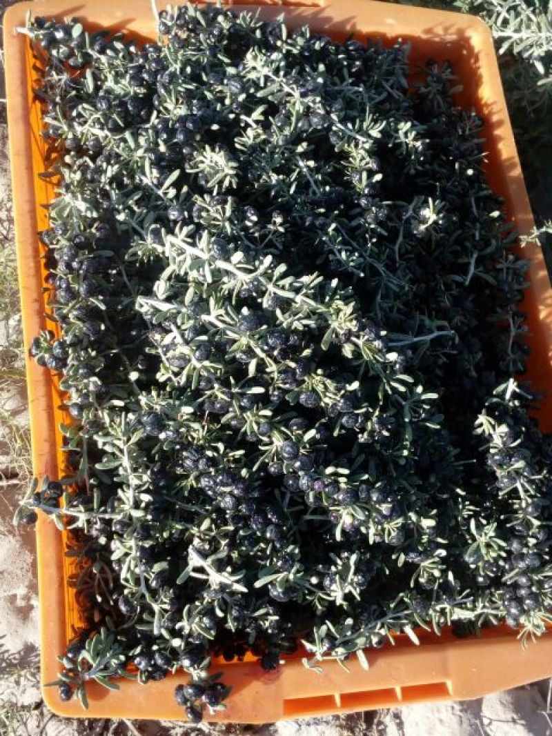 黑枸杞干货头茬