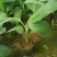 香蕉苗一级良种1~2年