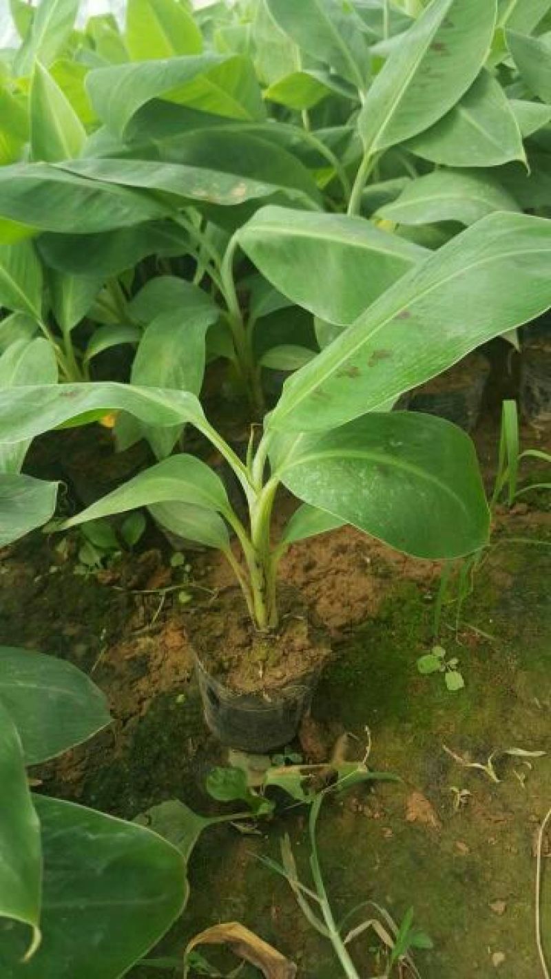 香蕉苗一级良种1~2年