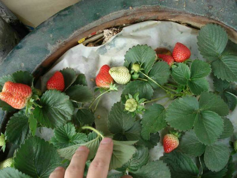 红颜草莓苗10cm以下脱毒草莓苗批发四季蒙纳瑞草莓