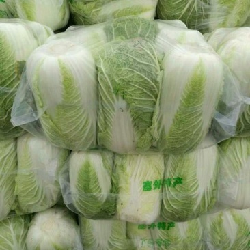 【热卖】精品黄心菜白菜4~6斤，价格便宜，现货批发