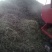 花生糠粗糠
