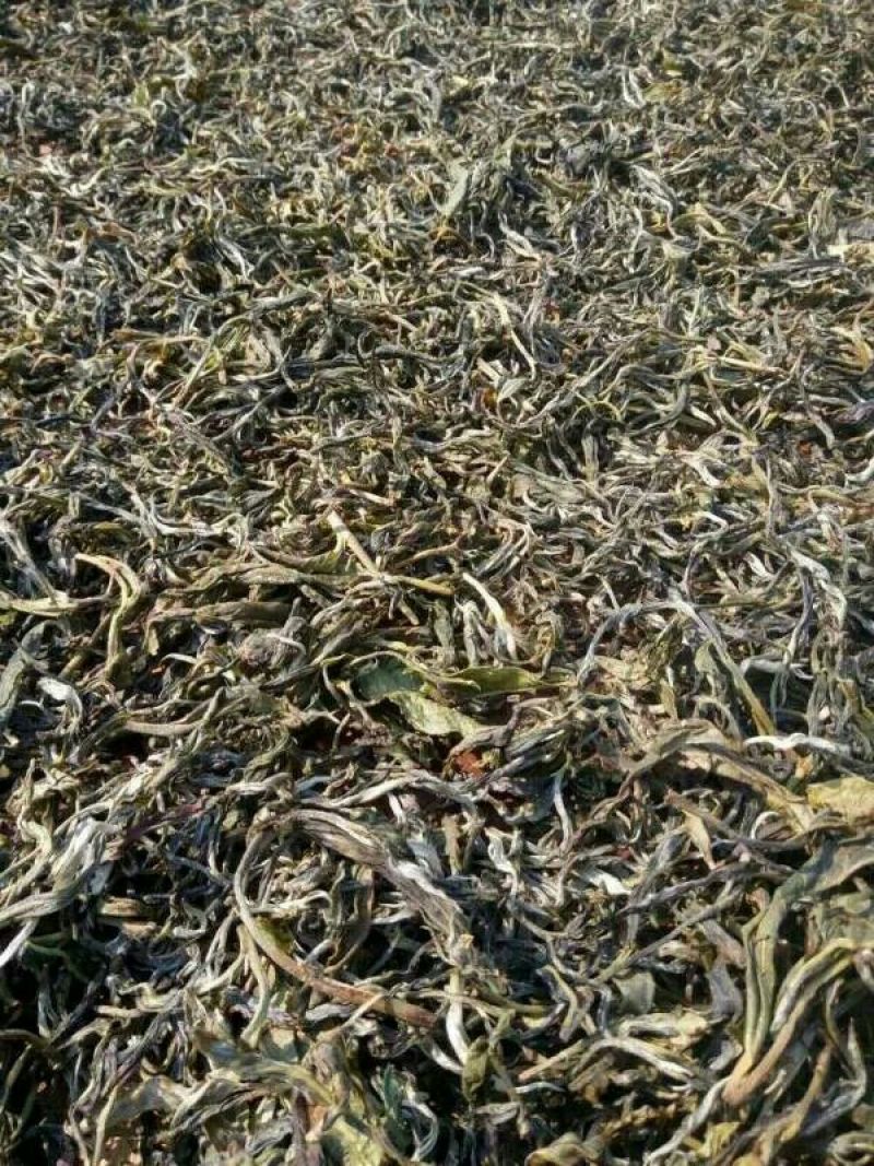百年大树茶一级