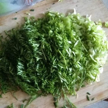 苦菊15~20cm