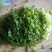 苦菊15~20cm