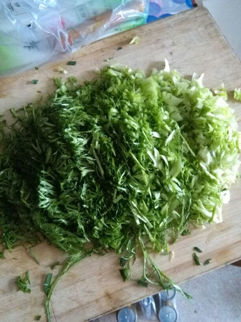 苦菊15~20cm