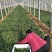 名门菠菜15~20厘米