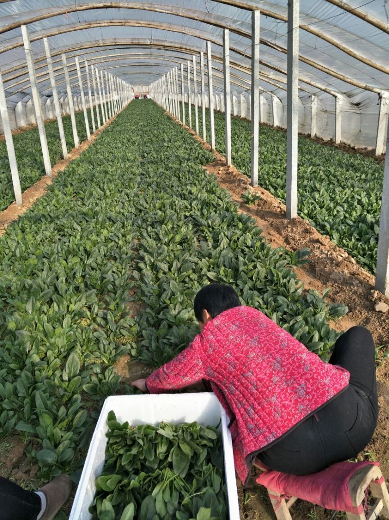 名门菠菜15~20厘米