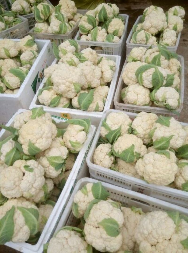 白花菜散装