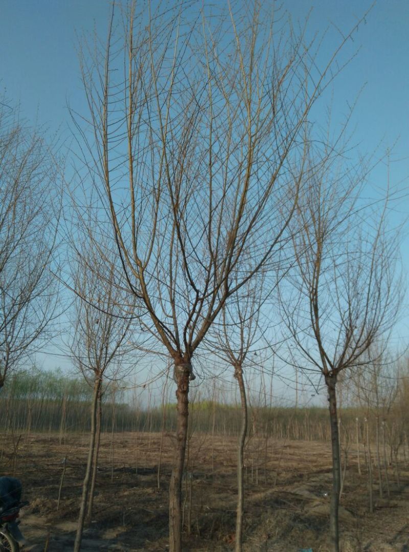 金叶榆8~10cm6~8cm3.5~4m