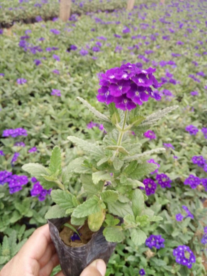 长春花