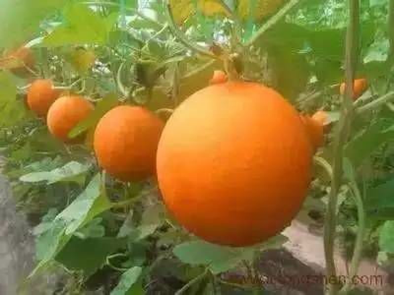 瑞红香瓜1.5斤以上