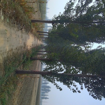 杨树原木家具