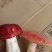 红菇0.1%1%一级5~8cm