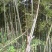 竹子9~10m
