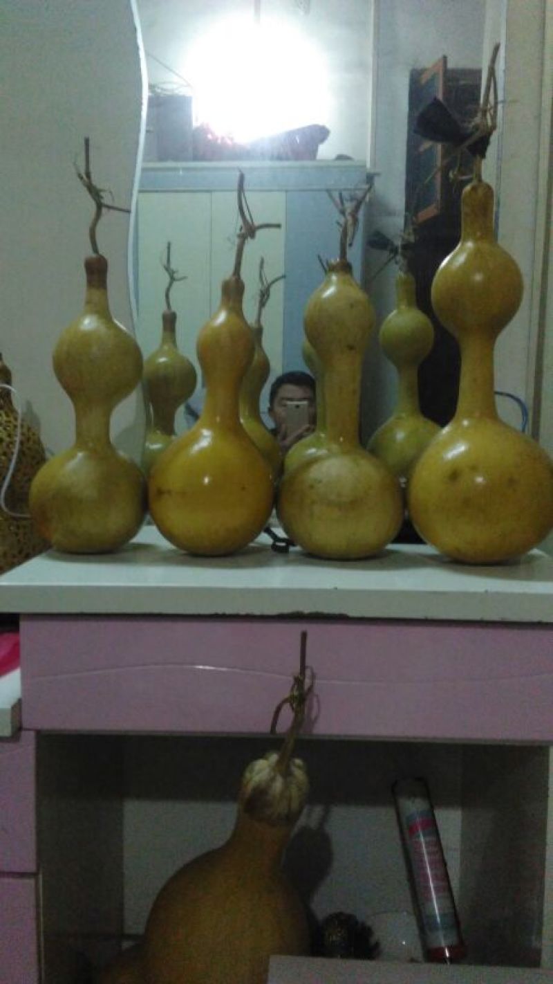 长嘴亚腰葫芦35~45cm