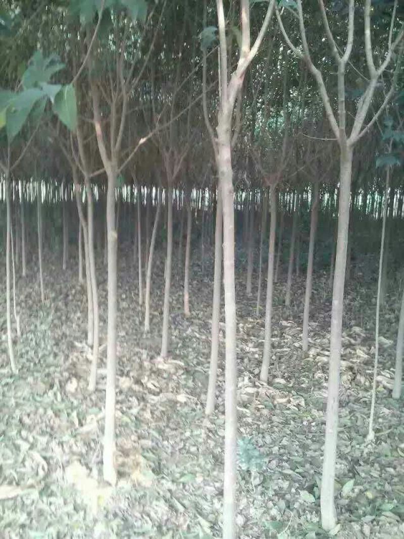 大叶女贞