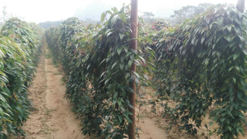 淮山药5~6厘米特级