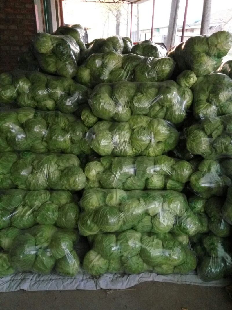 精品绿甘蓝，全绿，按需采购和加工！质量很好！