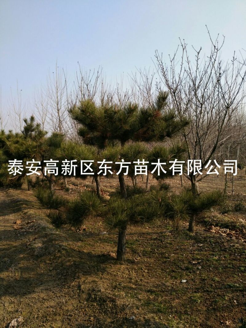 造型松14公分