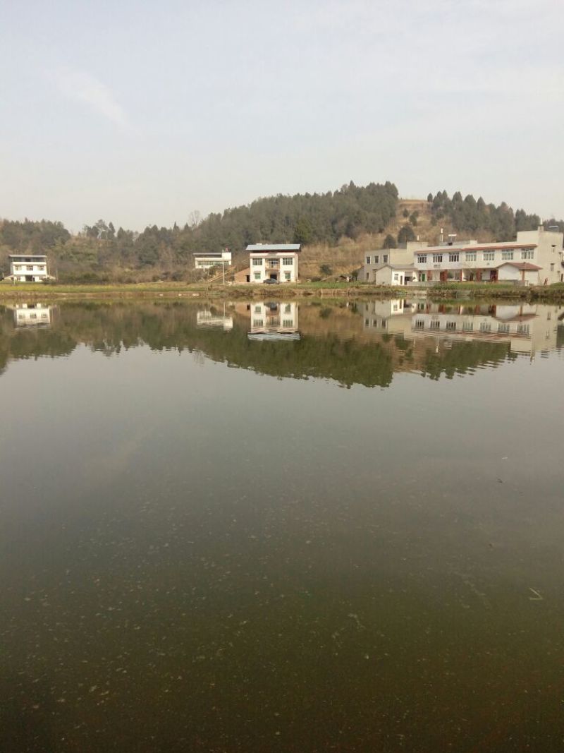 杂交鲫鱼食用