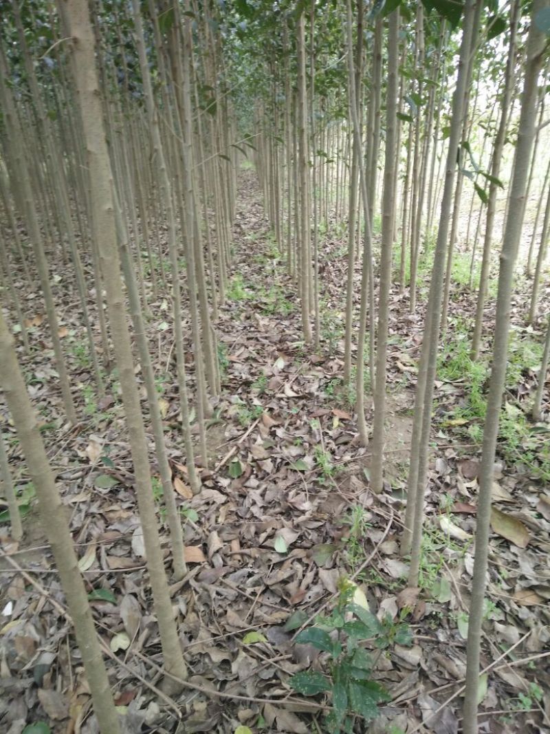 大叶女贞4cm以下