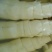 甜笋20~25cm