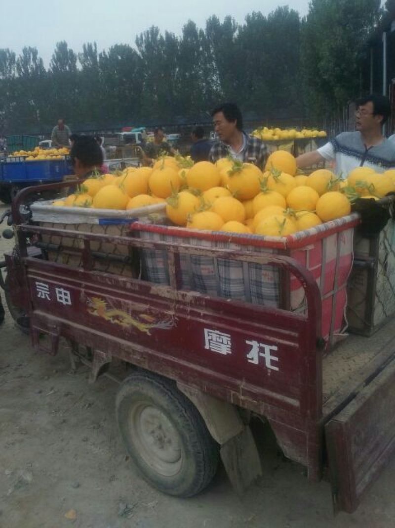 瑞红香瓜3月份大量上市