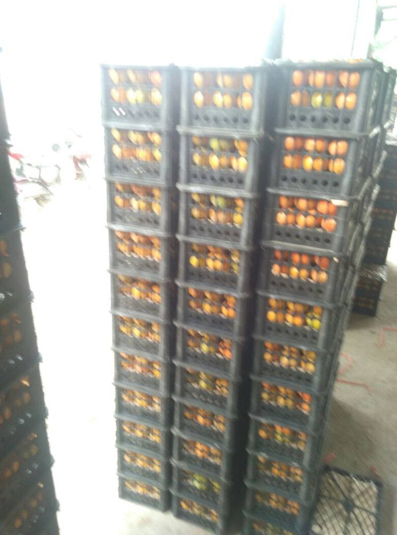 胎里红，七月黄，吊红柿子大量上市中，需要的联系我