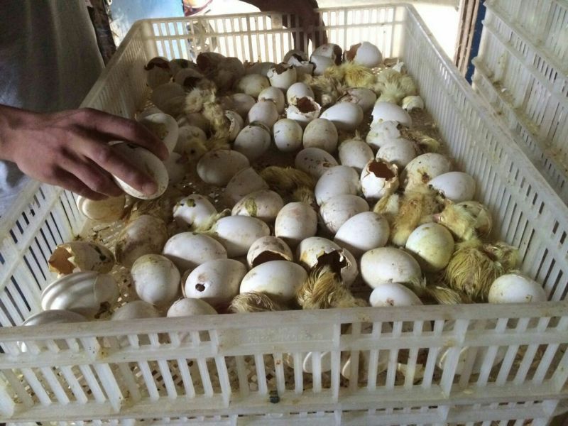 泰州白鹅鹅苗250g