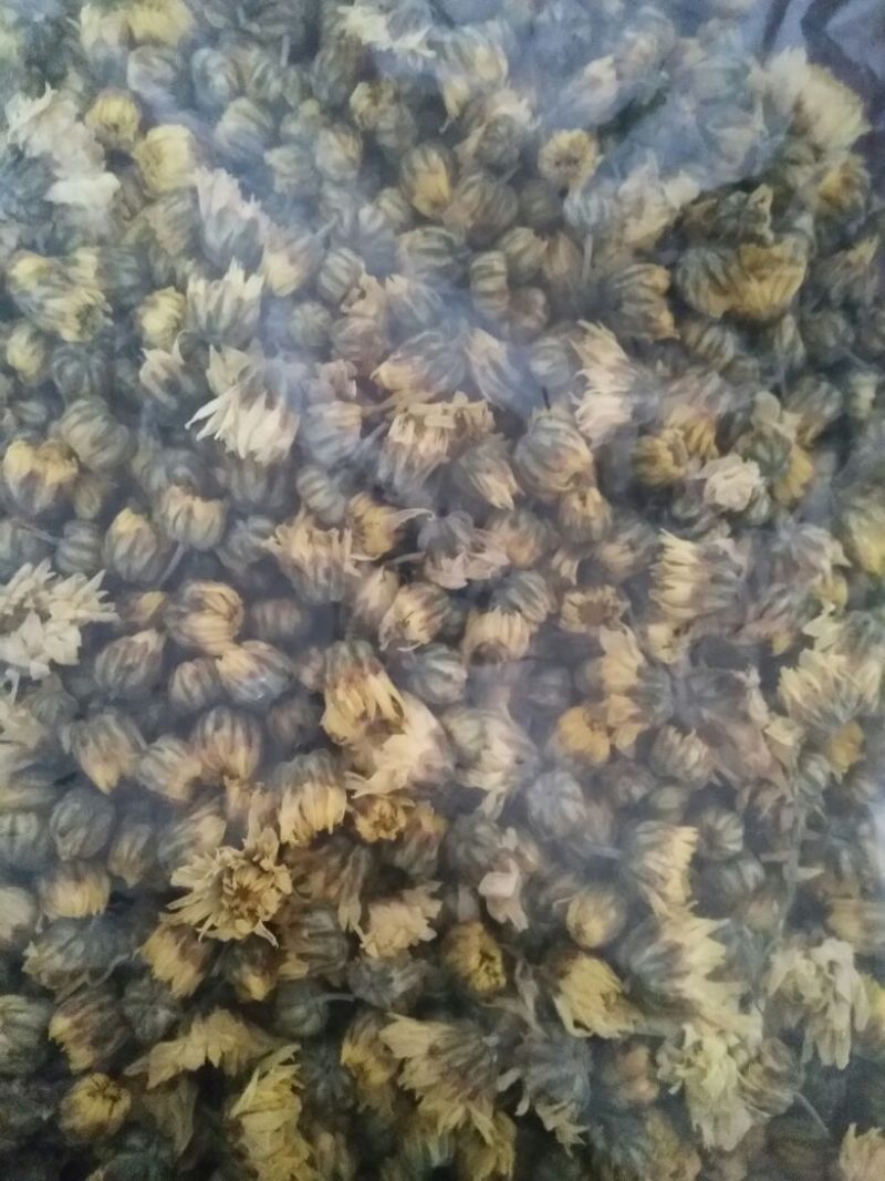 杭州白菊散装