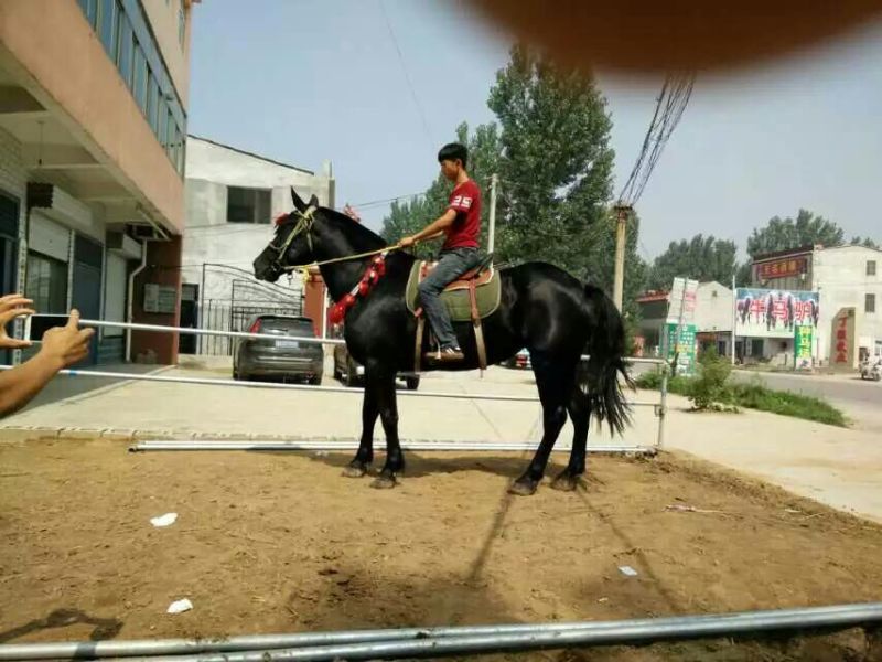 半血马