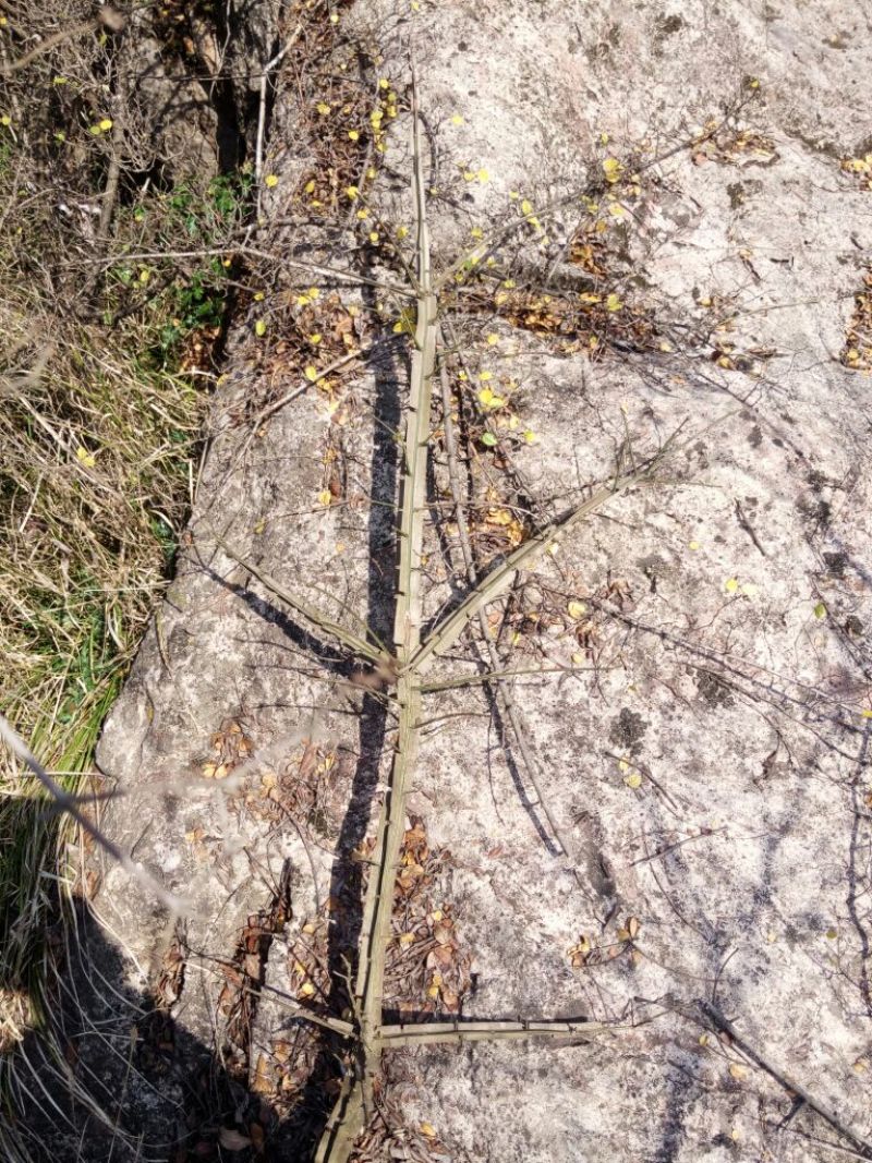 鬼箭羽