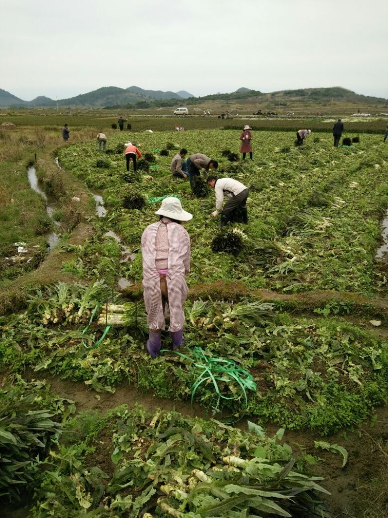 万亩红莴笋大量上市，广西富川红莴笋，期待你的到来