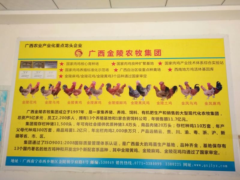 鸡苗60~70克出壳苗