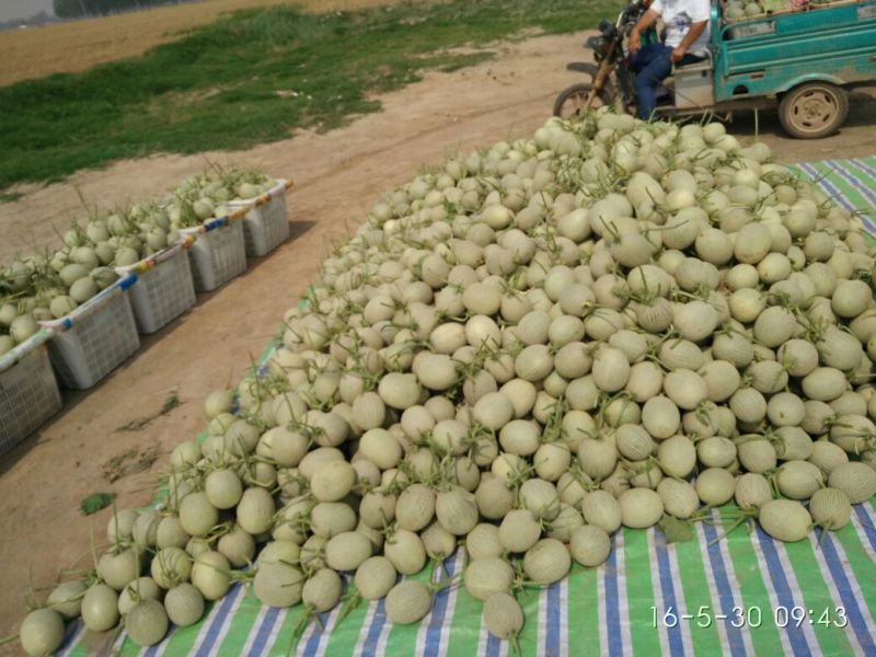 网纹瓜1斤以上椭圆形
