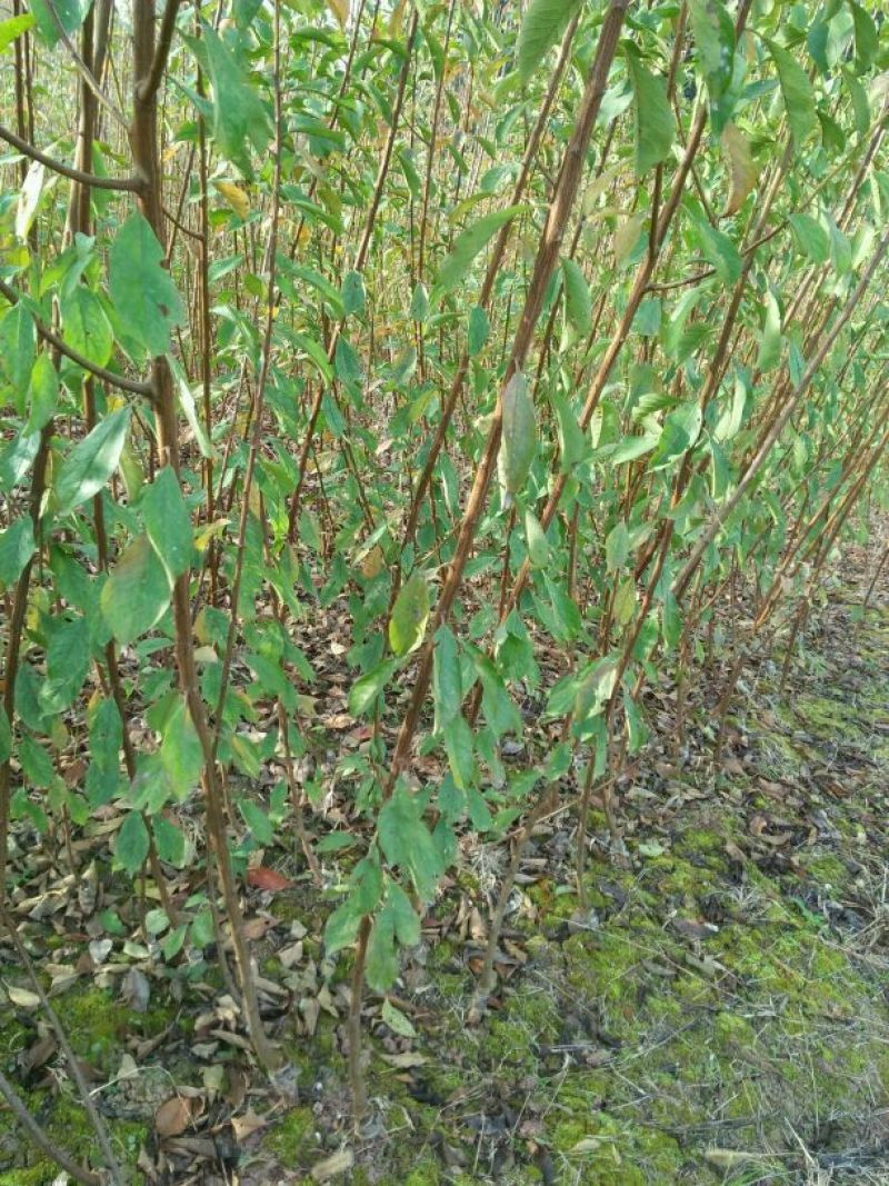李子树苗青脆李苗(基地直供，品种纯正