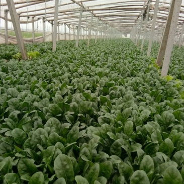 黑叶菠菜20~25厘米