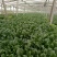 大叶菠菜20~25厘米