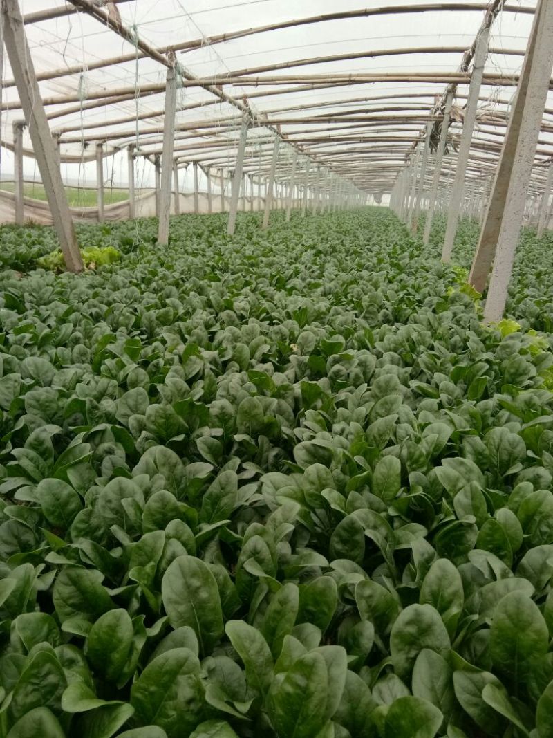 大叶菠菜20~25厘米