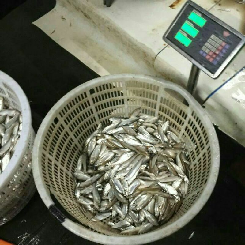 小白鱼