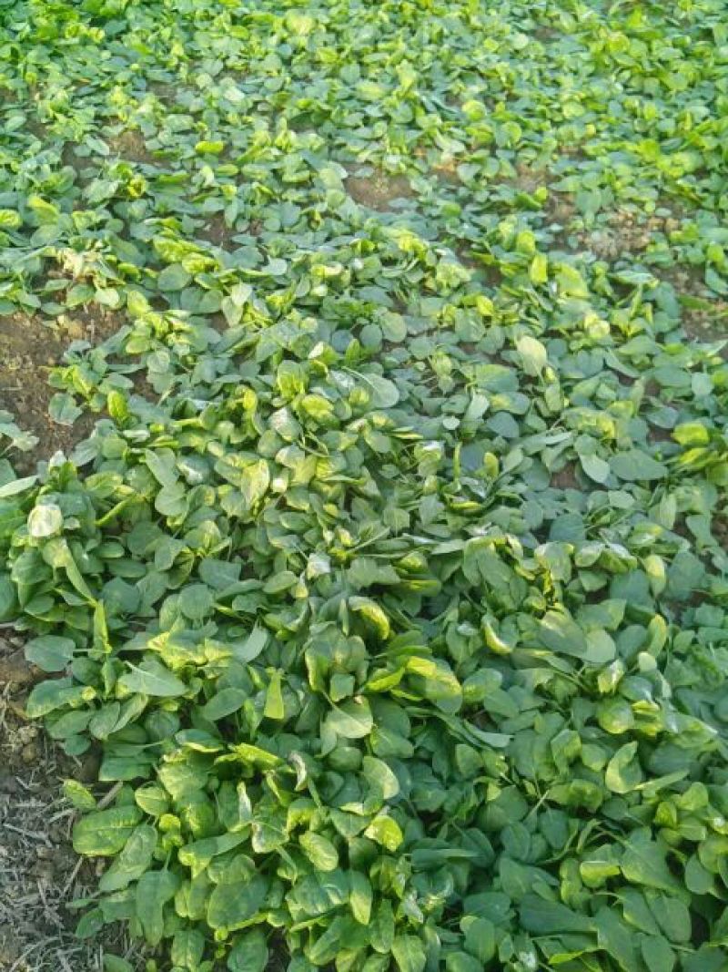菠菜10~15厘米