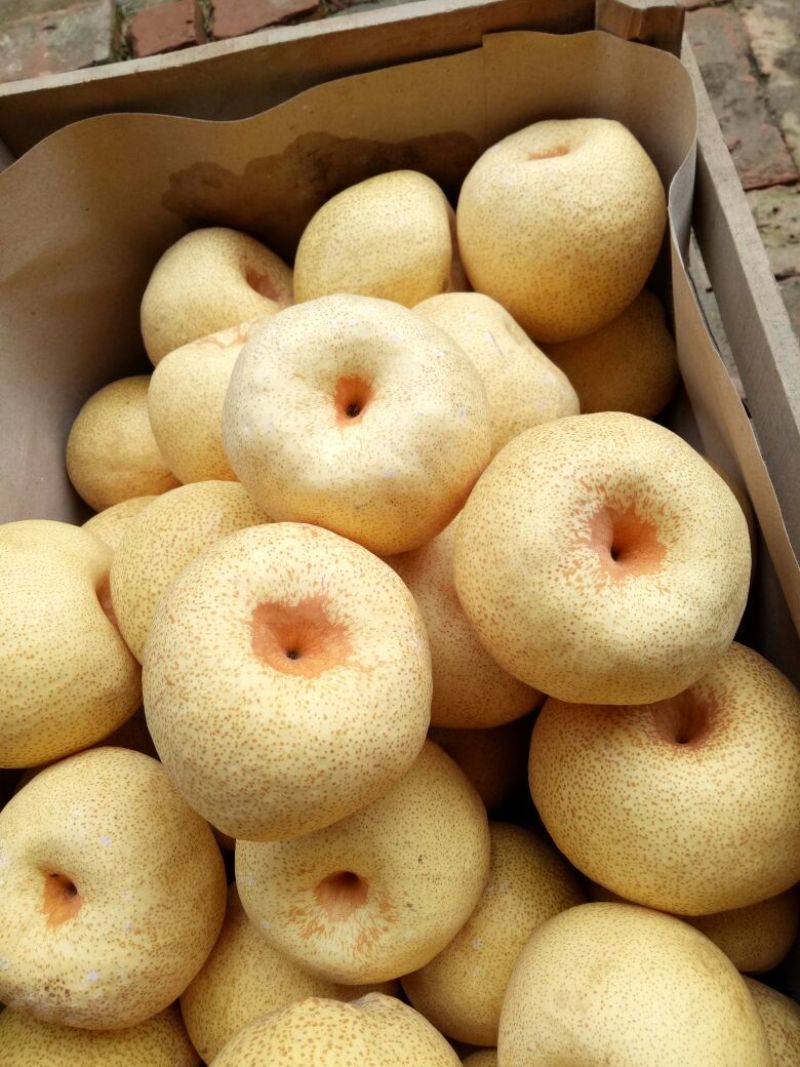 砀山梨250~300g光果