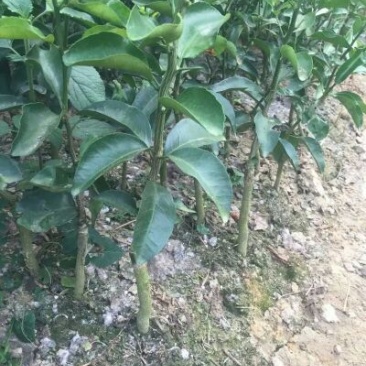 沙糖桔苗30~50cm