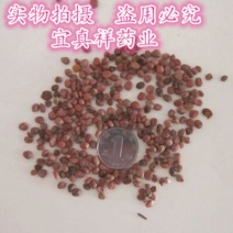 莱菔子