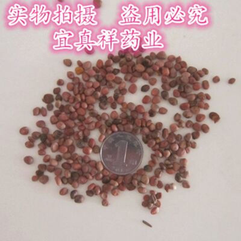 莱菔子