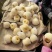 砀山梨300~350g光果