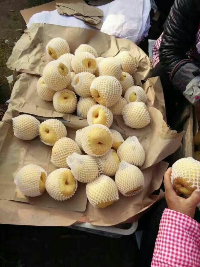 砀山梨300~350g光果