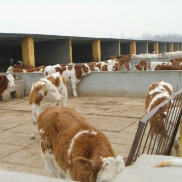 西门塔尔牛犊100~200kg