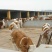 西门塔尔牛犊100~200kg